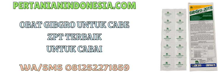 obat,gibgro,cabe,gibgro 10 sp,gibgro 20 t